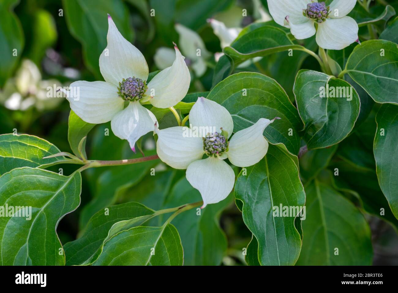 Kousa dogwood / dogwood cinese (Cornus kousa hanse) originario della Cina, primo piano con fiori bianchi / bratte e foglie in primavera Foto Stock