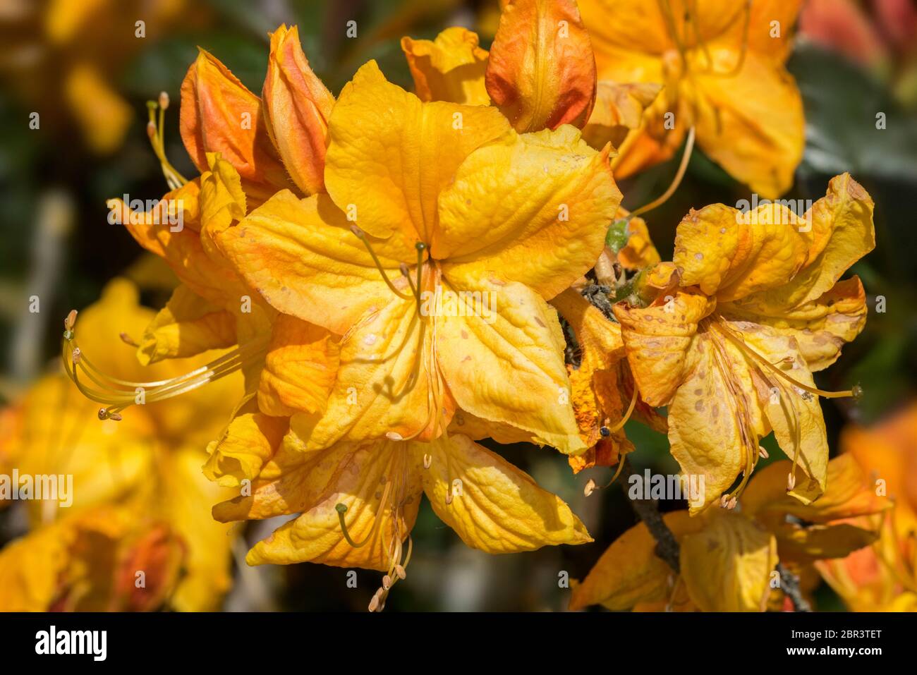 Rhododendron Klondike cultivar (Azalea mollis), specie di rododendro originarie della Cina e del Giappone, primo piano di fiori d'arancio in primavera Foto Stock