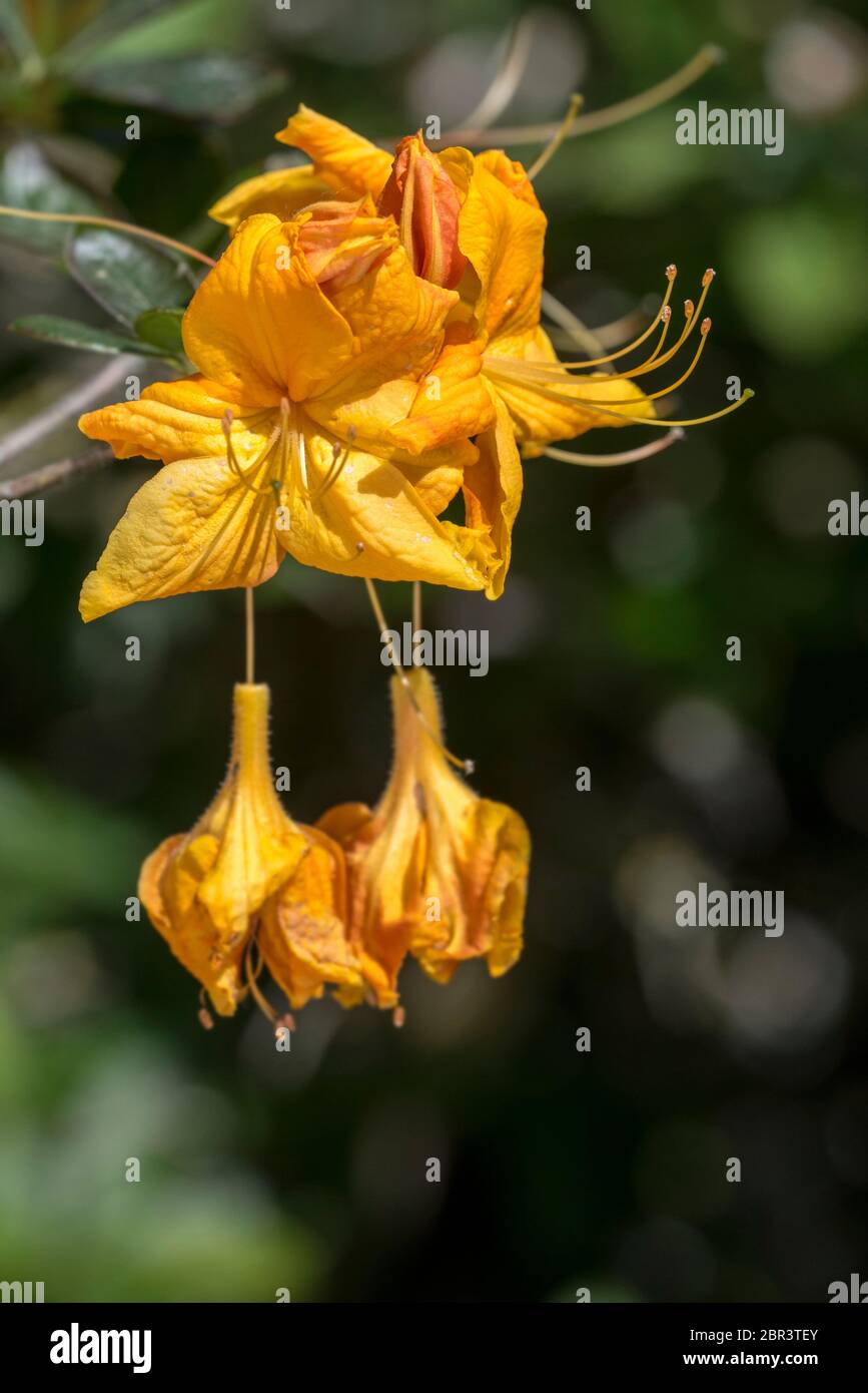 Rhododendron Klondike cultivar (Azalea mollis), specie di rododendro originarie della Cina e del Giappone, primo piano di fiori d'arancio in primavera Foto Stock