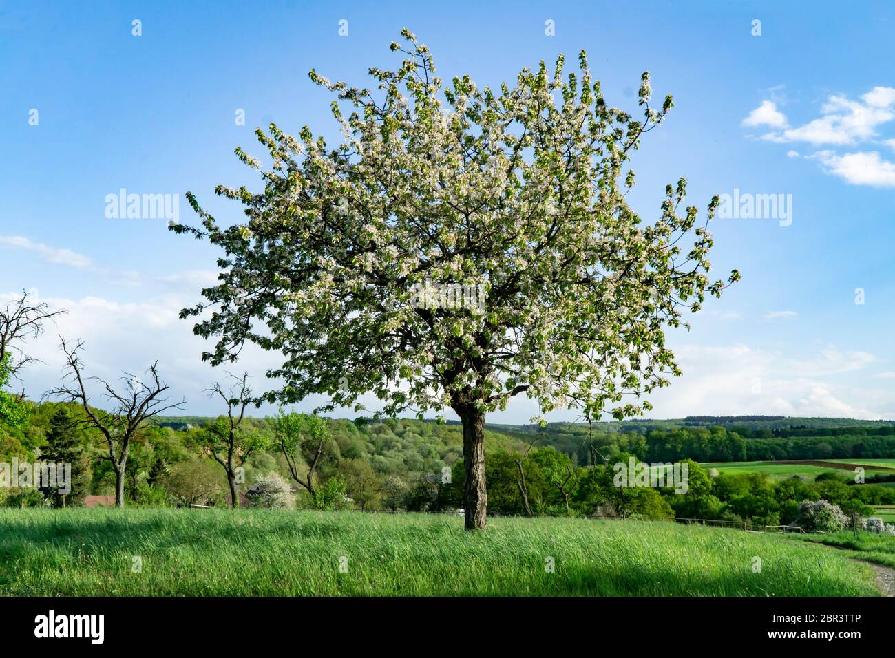 Albero in Blossum in primavera nel paesaggio tedesco Foto Stock