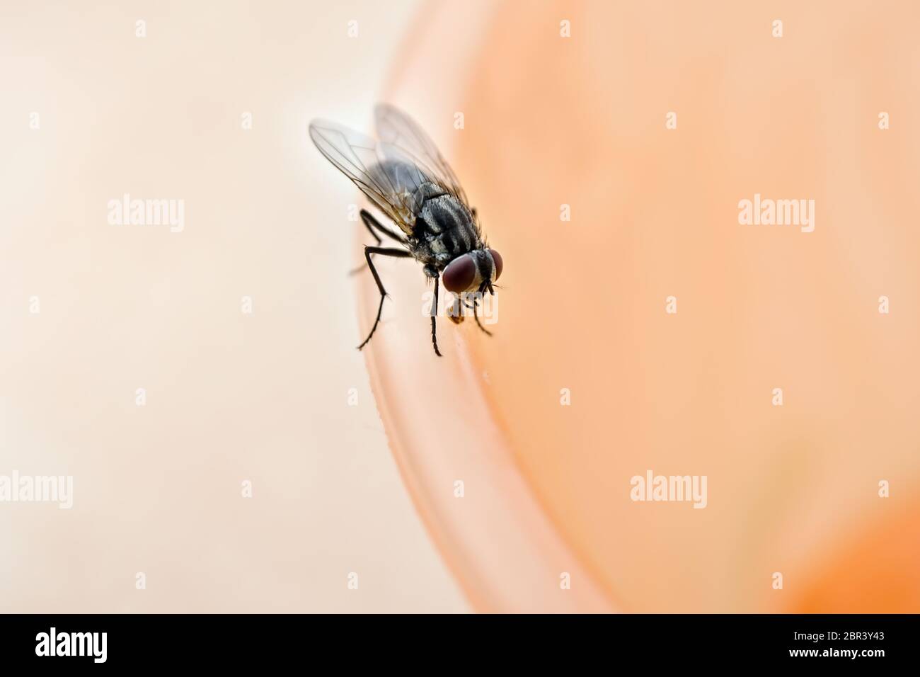 Una casa più piccola fly , un Muscidae, su un tubo di plastica in primo piano con molto morbida e luminosa sfondo in colore salmone.Le ali e gli occhi del viso sono Foto Stock