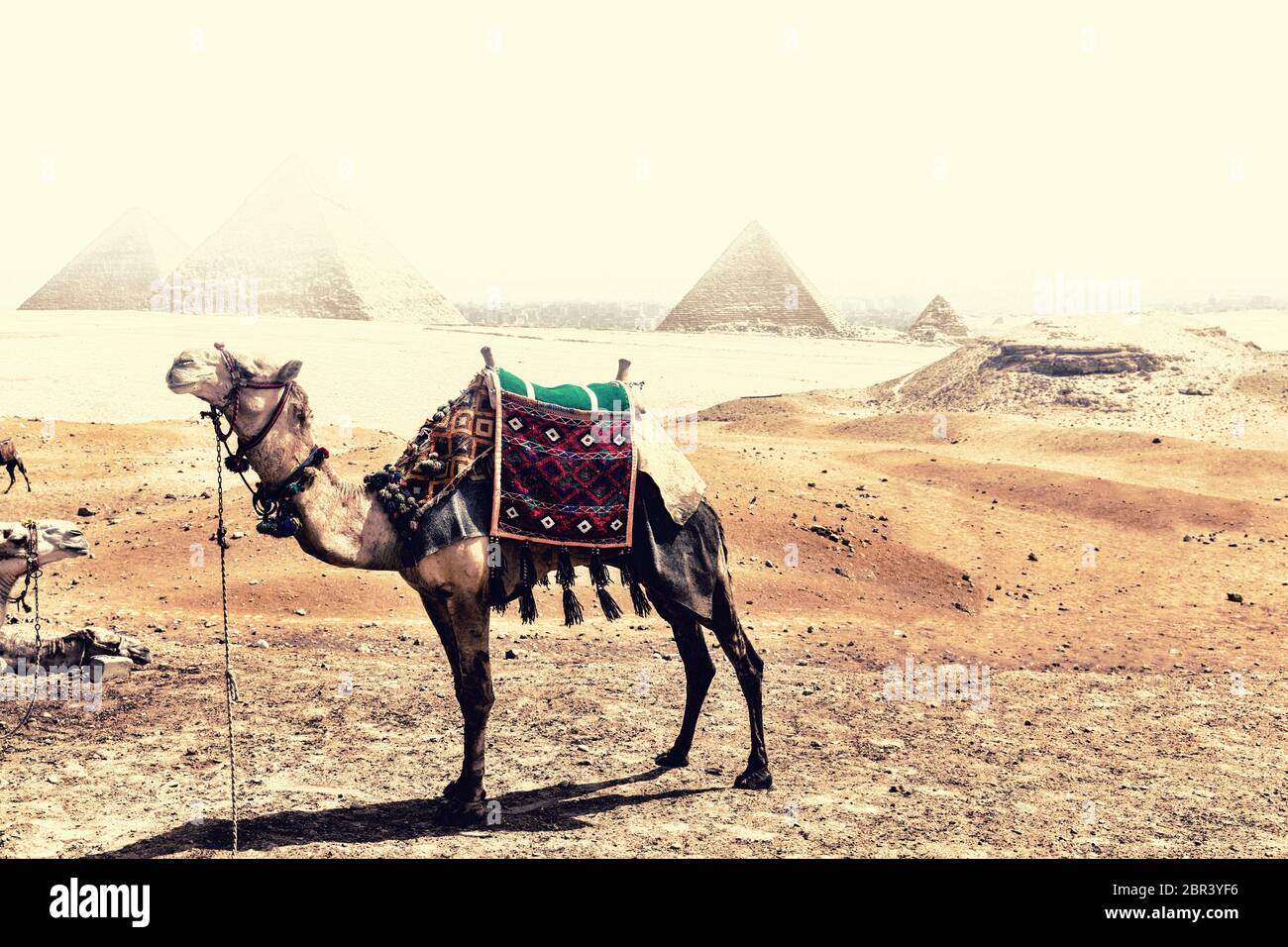 Un cammello nel deserto di Giza davanti alle piramidi durante la tempesta di sabbia. Foto Stock
