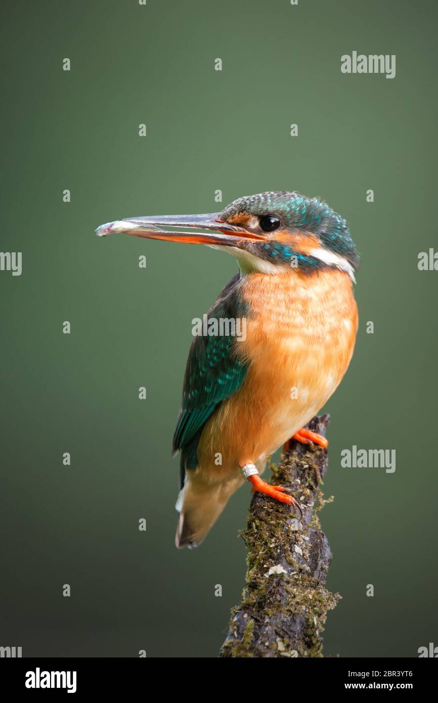 Comune Femmina kingfisher, Alcedo atthis, seduto su un muschio coperto pesce persico con poco pesce in un becco guardando indietro. Uccelli colorati con un parco ornitologico Foto Stock