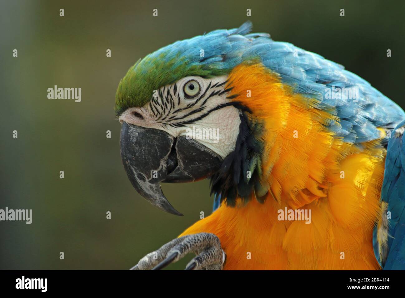Blu e Giallo macaw (Ara ararauna) nel profilo con un piede sollevato in vista e un verde sfondo sfocato. Foto Stock