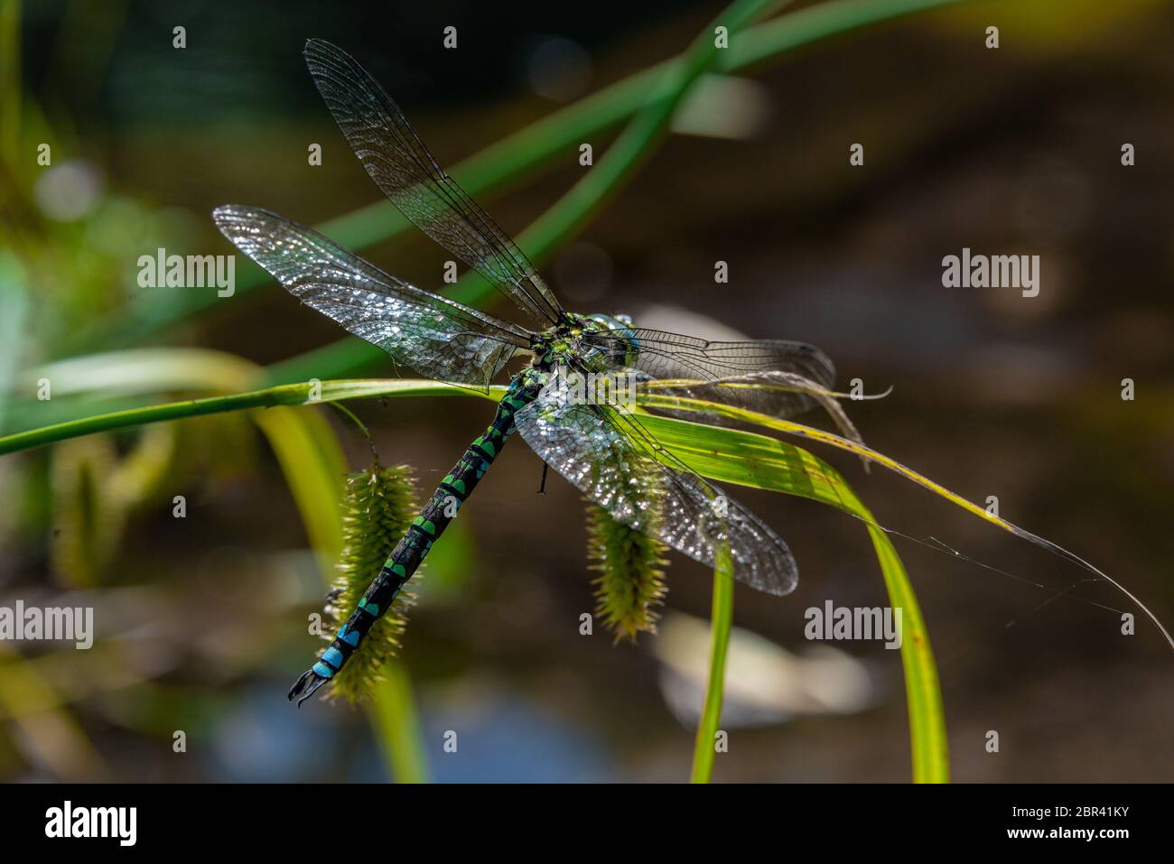Grande libellula seduta su una foglia verde da vicino Foto Stock
