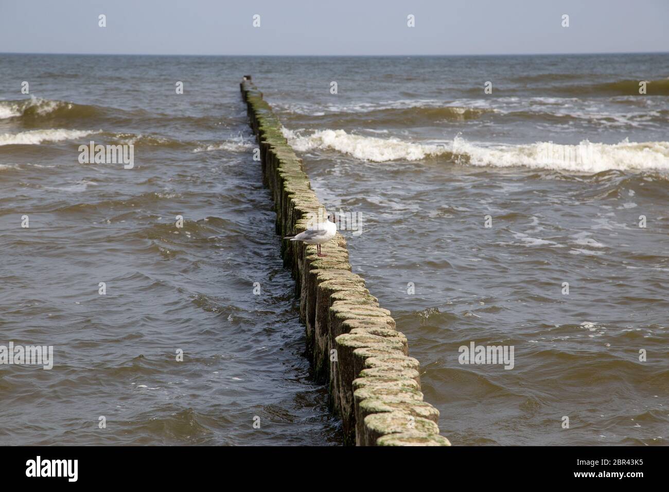 Groynes nel Mar Baltico con piccole onde nella località balneare di Zempin sull'isola di Usedom Foto Stock