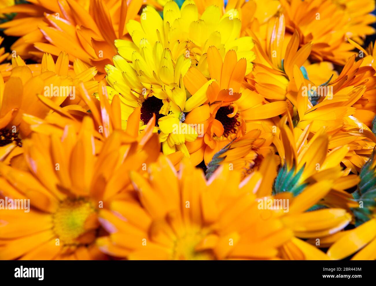 Molti fiori di marigolds Foto Stock