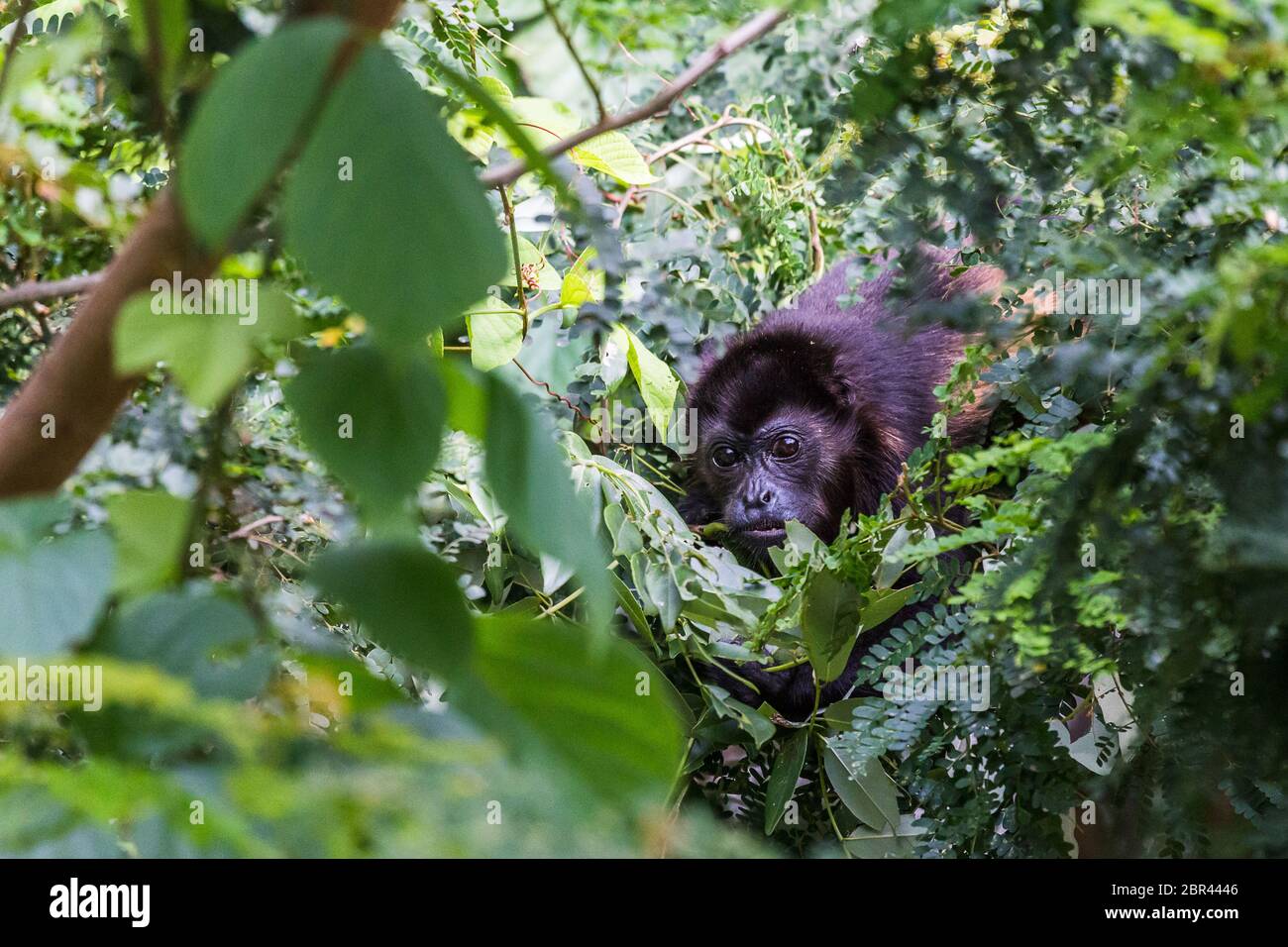 Scimmia urlatrice che foragga per cibo nelle cime degli alberi di Guanacaste in Costa Rica. Foto Stock