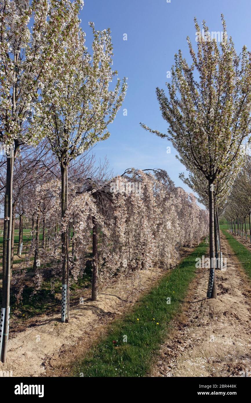 Blühende Apfelplantage bei Meckenheim, Nordrhein-Westfalen, Deutschland Foto Stock