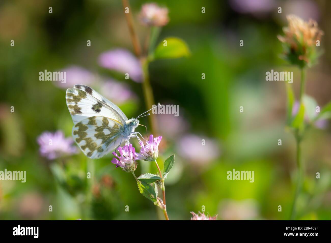 Primo piano di farfalla da giardino conosciuta anche come grande farfalla bianca Foto Stock