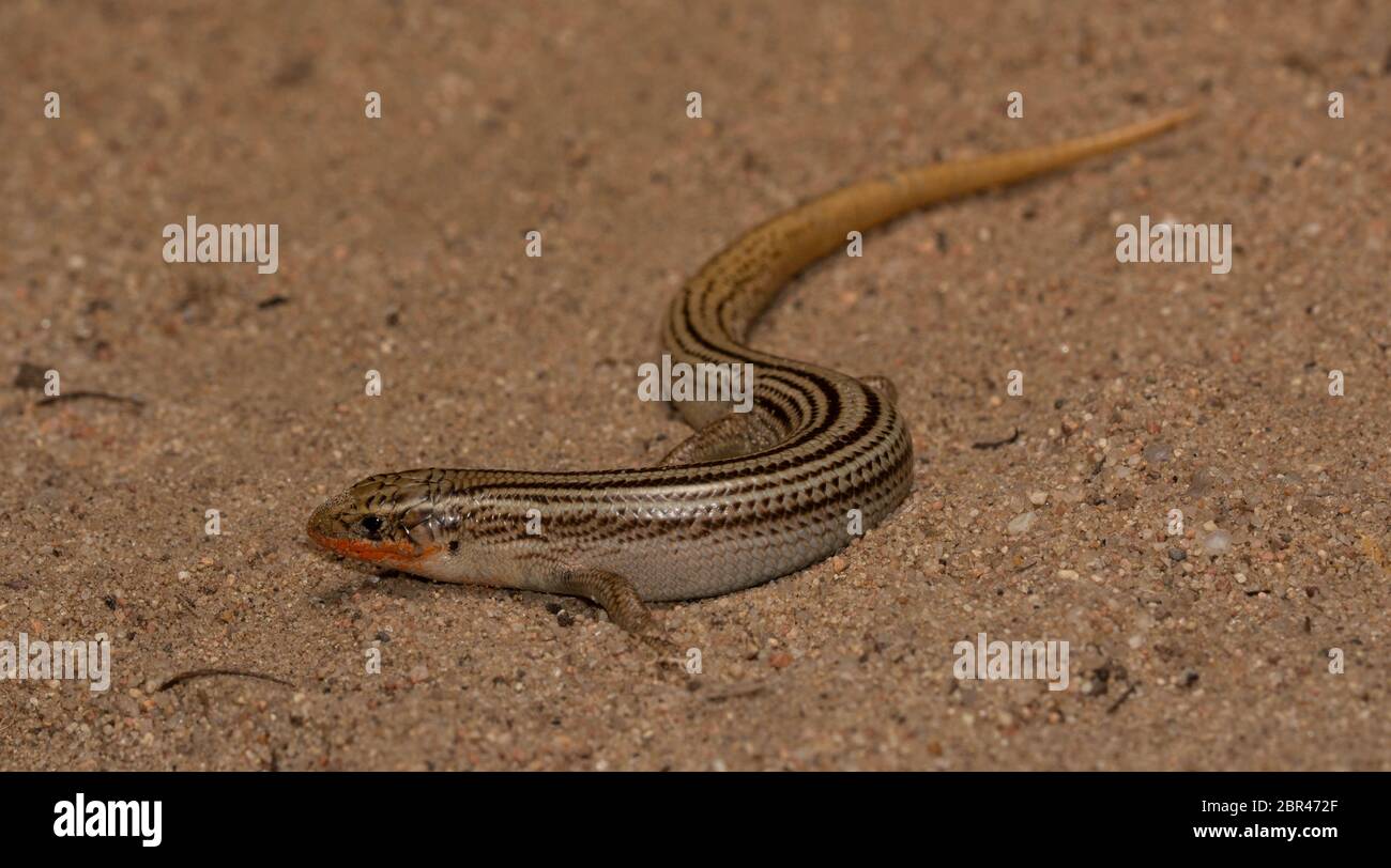 Skink settentrionale di molti-foderati (Plestiodon multivirgatus) da Weld County, Colorado, Stati Uniti. Foto Stock