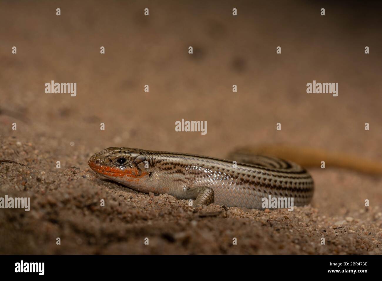 Skink settentrionale di molti-foderati (Plestiodon multivirgatus) da Weld County, Colorado, Stati Uniti. Foto Stock