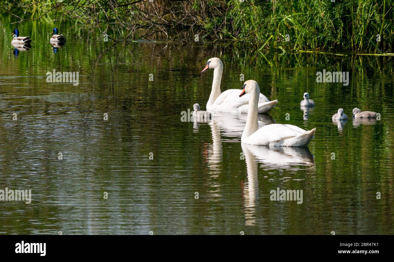 East Lothian, Scozia, Regno Unito. 20 Maggio 2020. UK Weather: Mute Swan Pair show off loro giorni vecchi cignets in un serbatoio sotto il sole il giorno più caldo dell'anno finora con la temperatura che raggiunge 22 gradi. I quattro cigneti schiudettero lunedì, molto più tardi che altrove Foto Stock