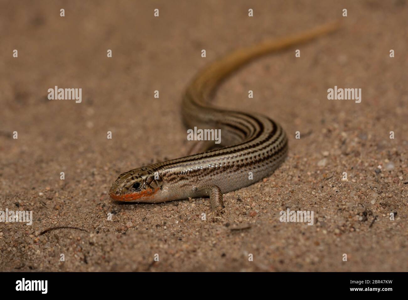 Skink settentrionale di molti-foderati (Plestiodon multivirgatus) da Weld County, Colorado, Stati Uniti. Foto Stock