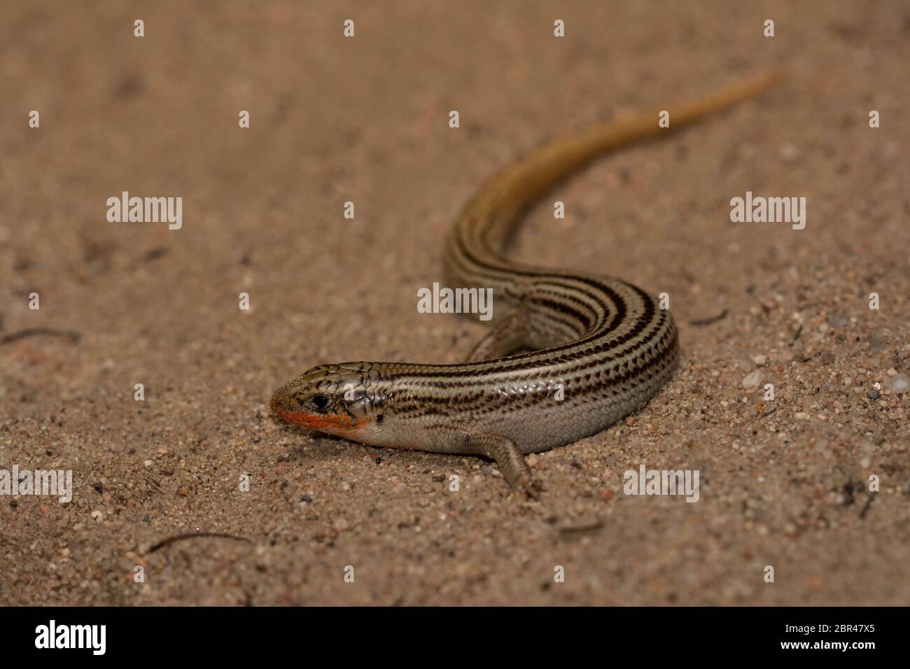 Skink settentrionale di molti-foderati (Plestiodon multivirgatus) da Weld County, Colorado, Stati Uniti. Foto Stock