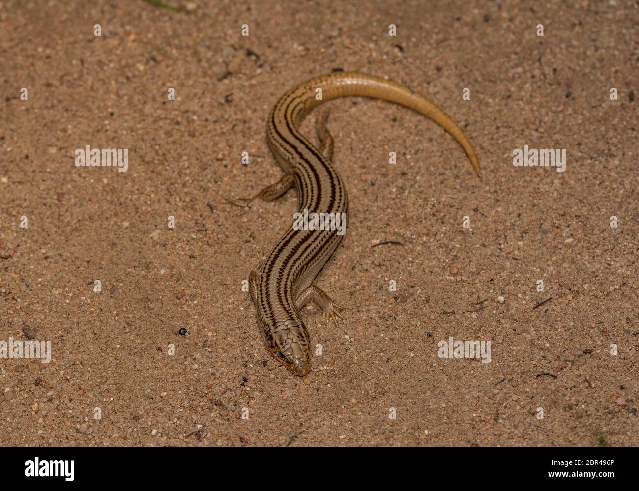 Skink settentrionale di molti-foderati (Plestiodon multivirgatus) da Weld County, Colorado, Stati Uniti. Foto Stock