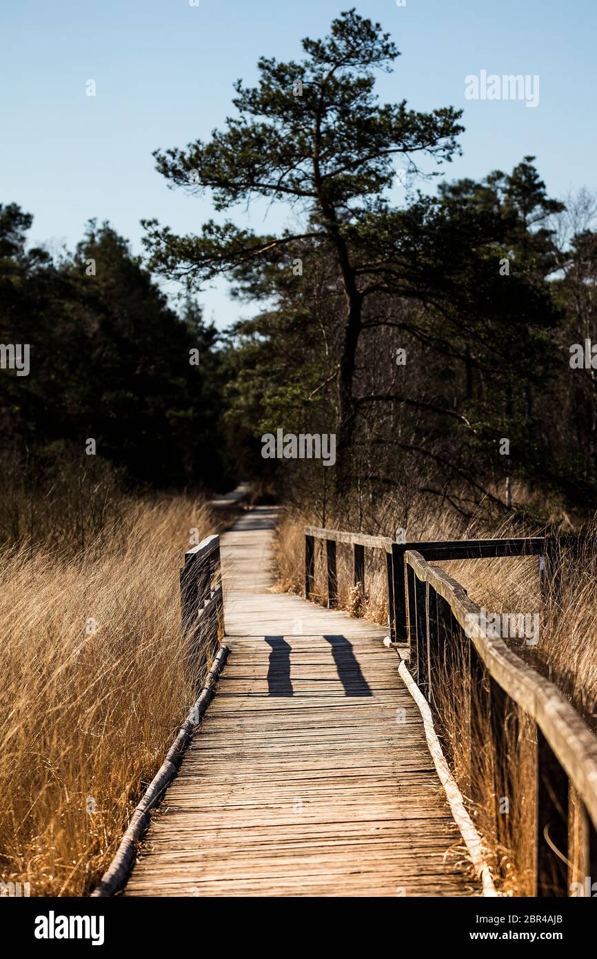 Passerella in legno attraverso il Pietzmoor vicino a Schneverdingen Foto Stock