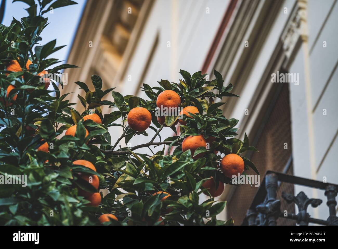 Arance amare che crescono su un ramo di un albero di Citrus aurantium vicino a una vecchia casa al pomeriggio Foto Stock