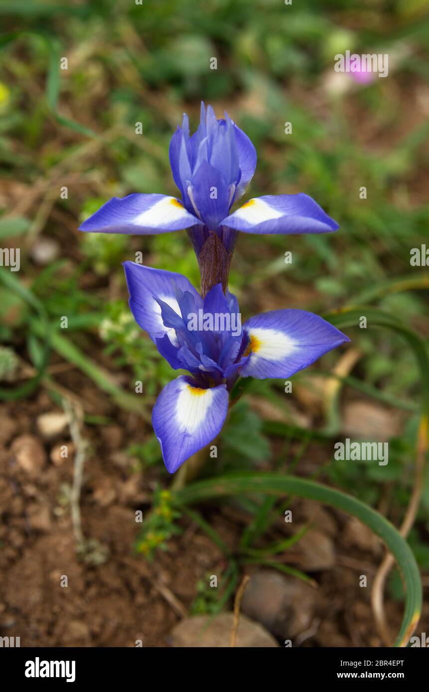 Prospettiva di due fiori di noce barbarica (Gynandriris simyrinchium) su uno sfondo naturale. Noto anche come Iris simyrinchium o Moraea simyrinchium Foto Stock