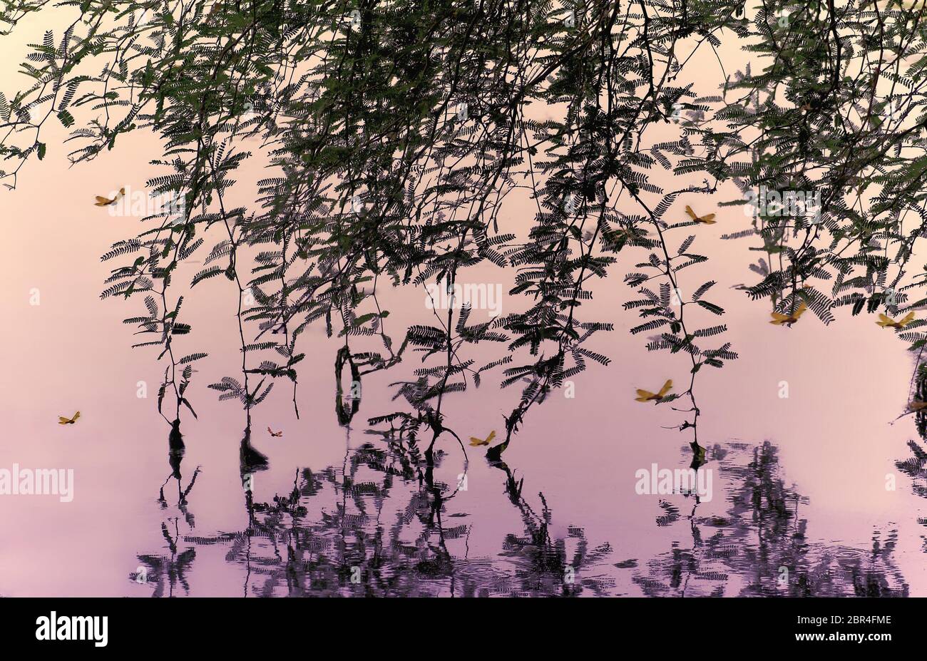 Dragonfly si riuniva sotto rami di albero appesi sul lago Foto Stock
