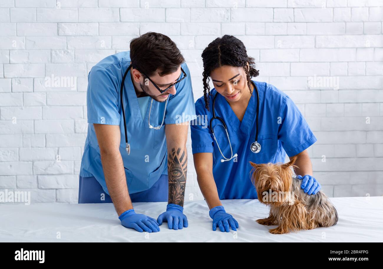 Vet medico con infermiere che si prende cura di piccolo doggy in clinica Foto Stock