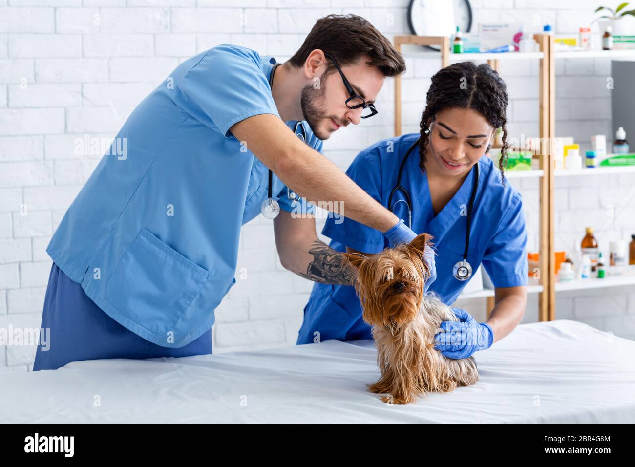 Medicina veterinaria. Giovani medici animali che conducono l'esame del cane piccolo all'ospedale Foto Stock