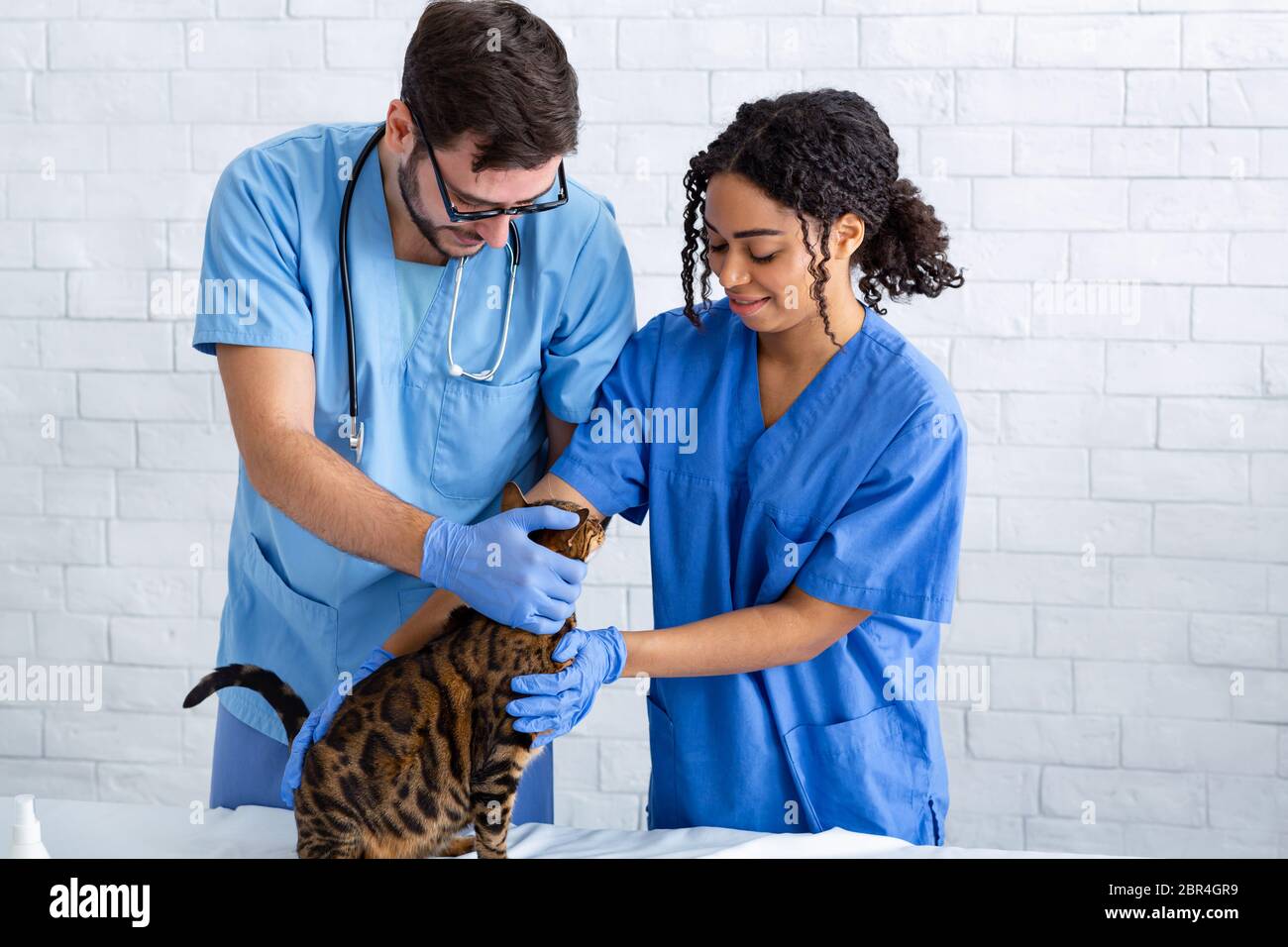 Medicina veterinaria. Due medici di veterinario che esaminano il gatto tabby all'ospedale animale Foto Stock