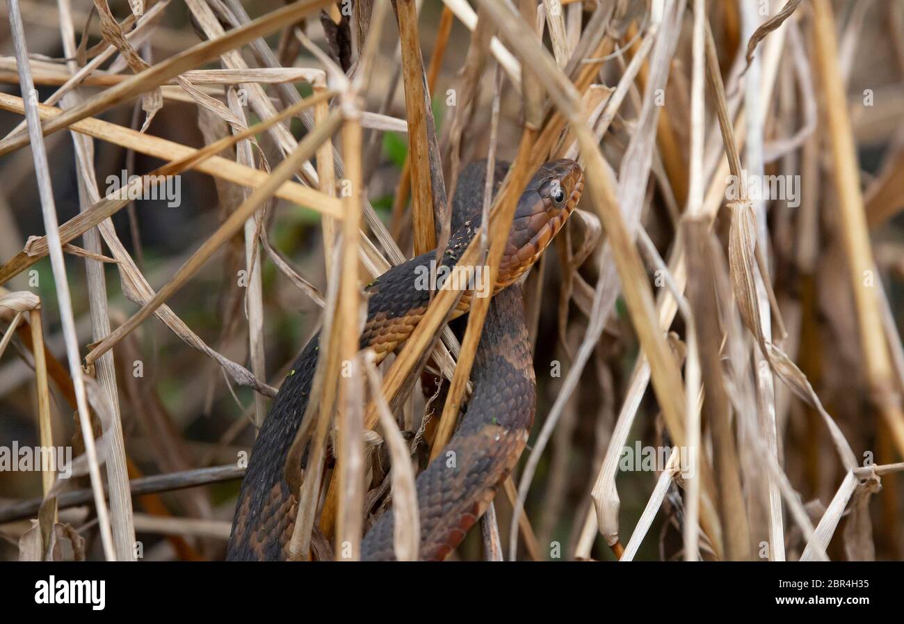 In prossimità di un ampio acqua nastrati snake ensoleillement e nascondere in acqua essiccato piante Foto Stock