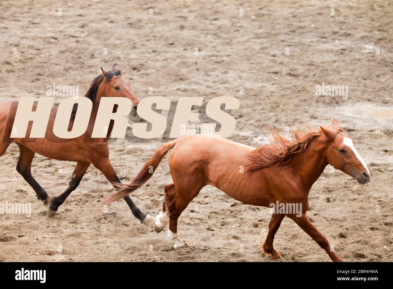 La parola CAVALLI scritto su una foto di due cavalli galoppanti come sfondo Foto Stock