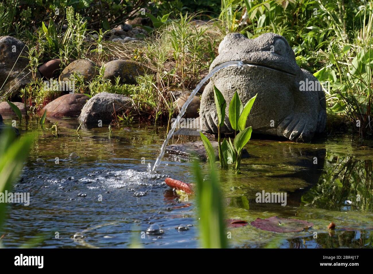Wasserspeiernder Frosch am Gartenteich Foto Stock