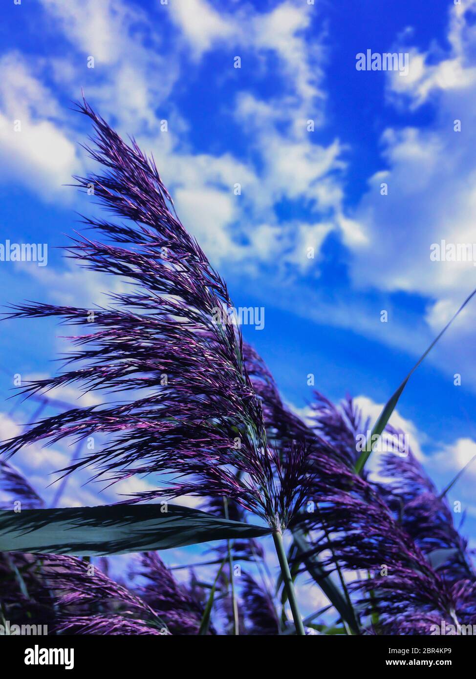 l'erba paludosa in fiore o piante selvatiche con lunghi stocchi su uno sfondo indistinto di cielo blu e tempo ventoso Foto Stock