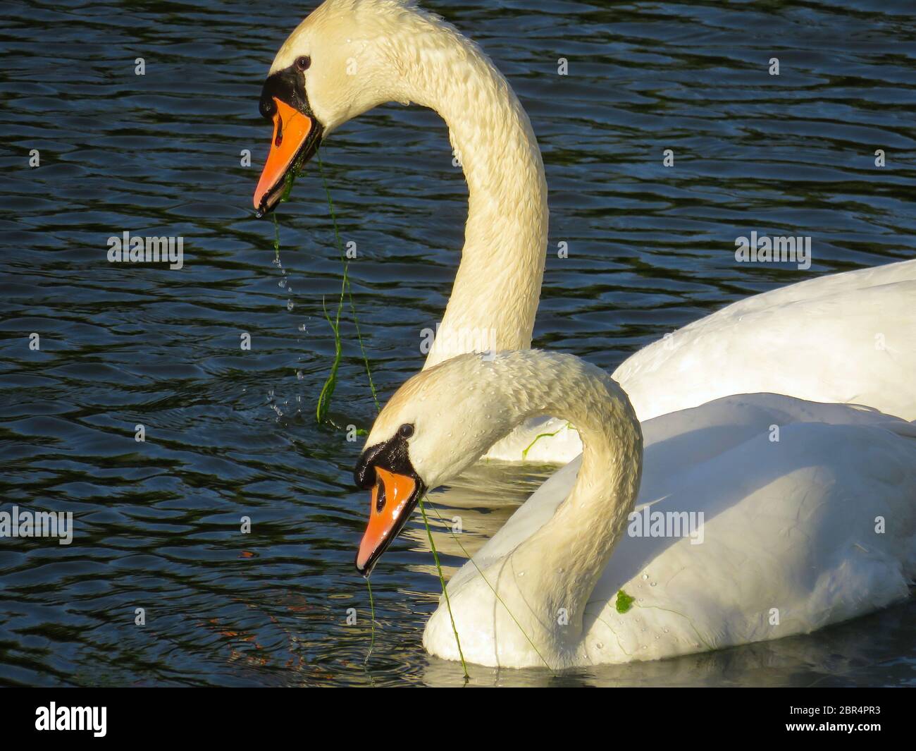Primo piano di due cigni da mangiare in acqua in una serata soleggiata Foto Stock