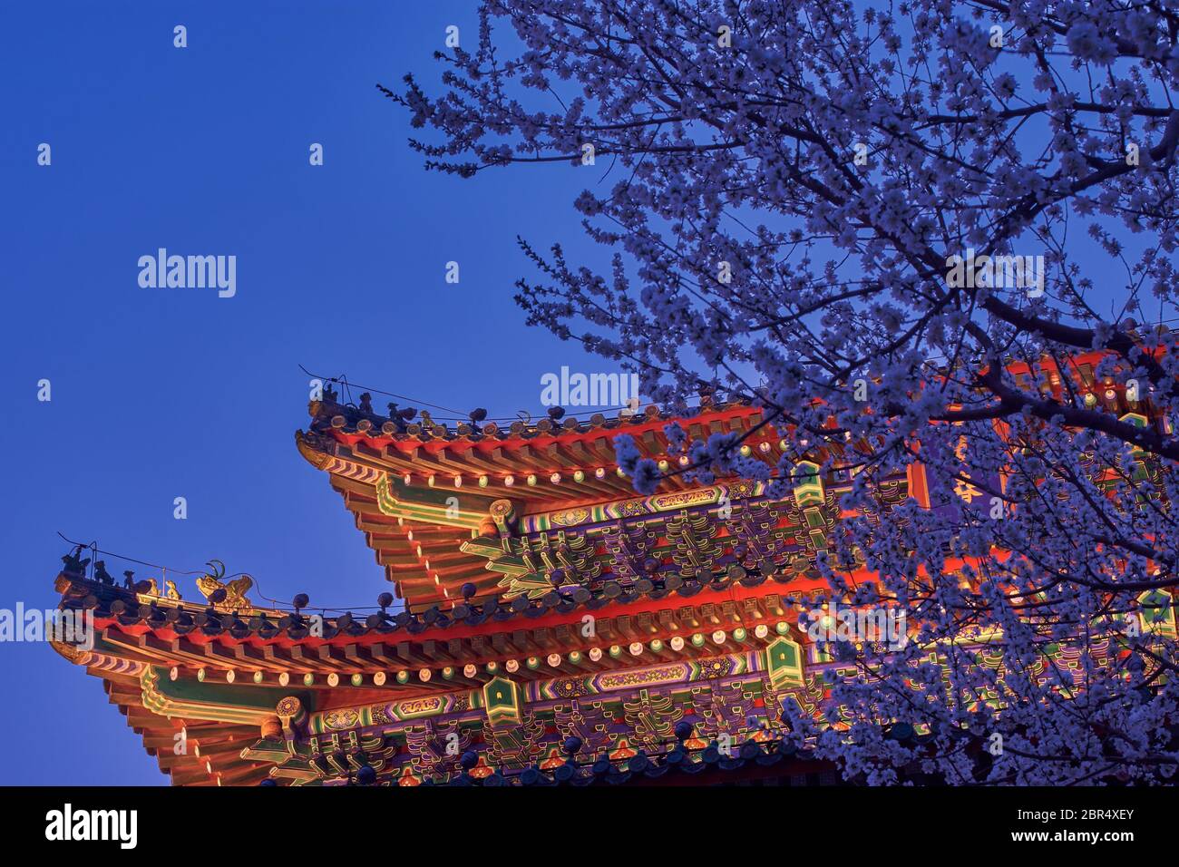 Vista notturna della pagoda illuminata sulla cima del parco di Jingshan, Prospect Hill, nel centro di Pechino, con un albero di ciliegio fiorito Foto Stock