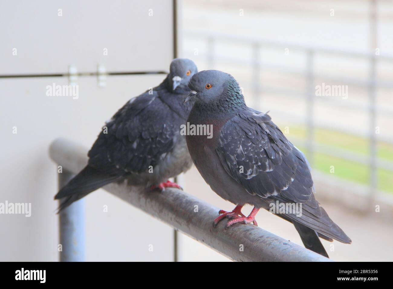 due piccioni sono seduti su una ringhiera metallica. Il concetto di homelessness, fauna urbana, negligenza, vettore di malattia. Foto per il Web e stampa con spazio vuoto per testo e design. Foto Stock