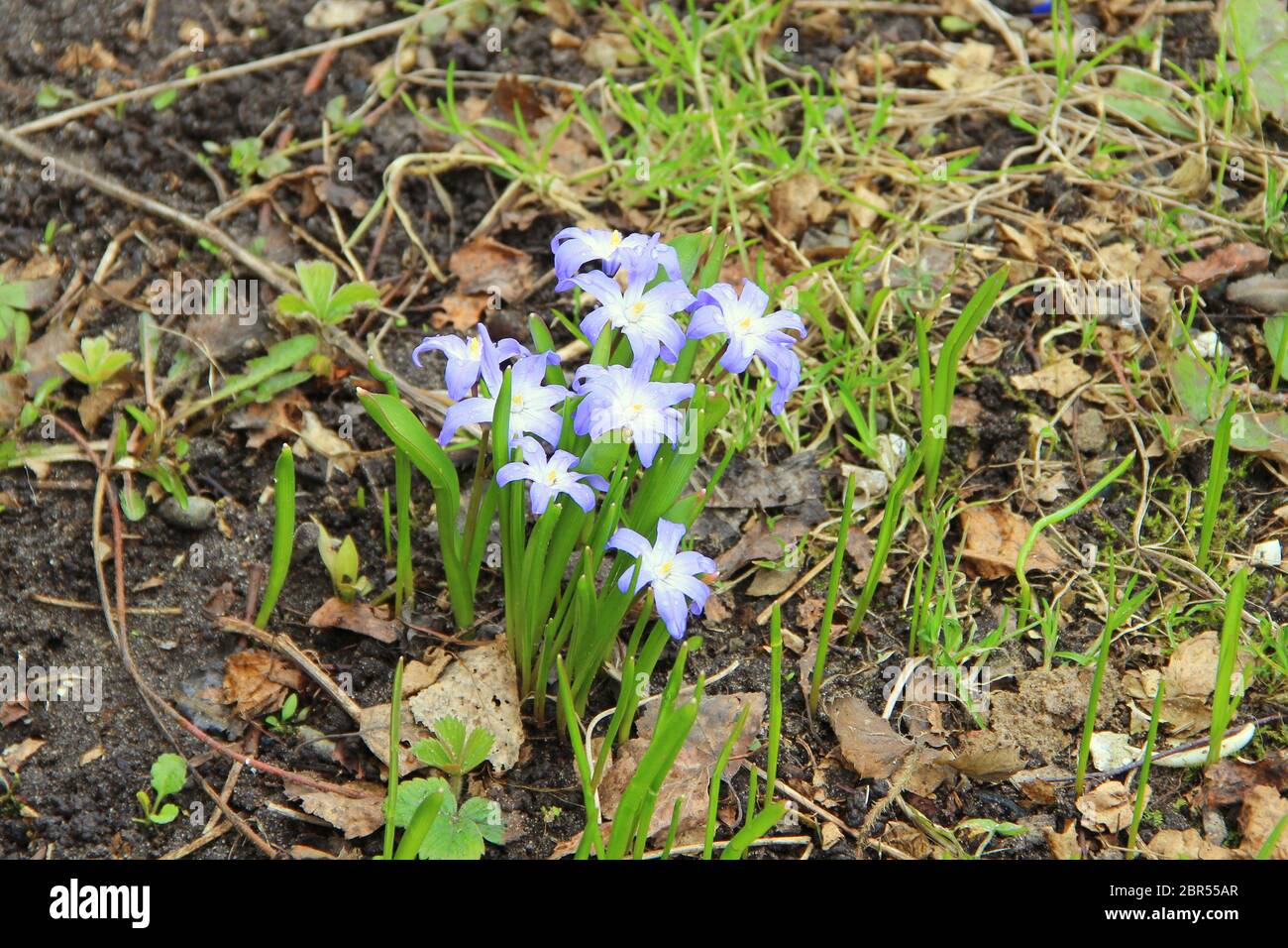 Bellissimi fiori viola blu bianco con foglie verdi crescono dalla terra nera tra foglie secche in primavera. Foto Stock