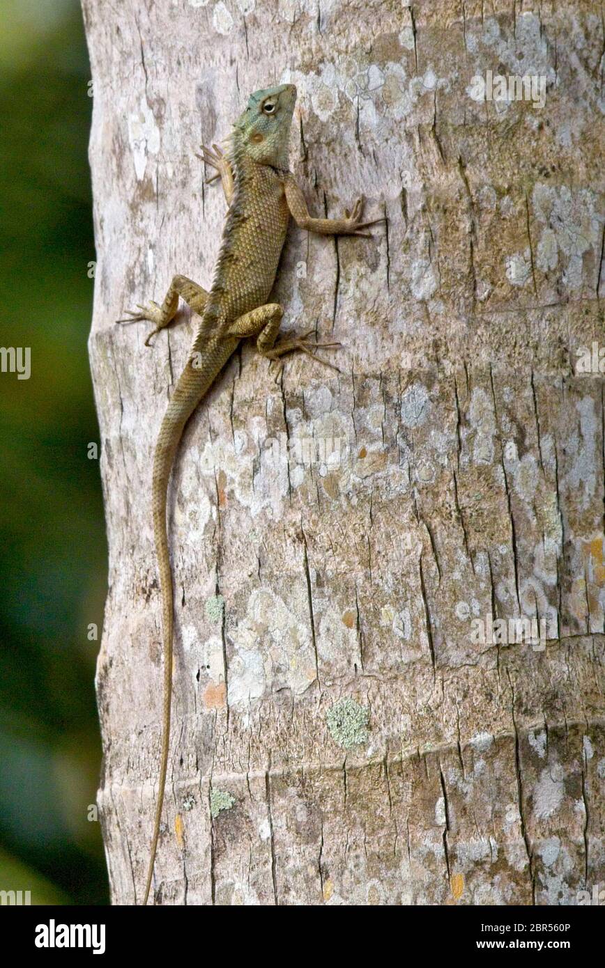 Changeable Lizard, conosciuto anche come Oriental Garden Lizard (Calotes versicolor), vicino Matara, Sri Lanka meridionale. Foto Stock