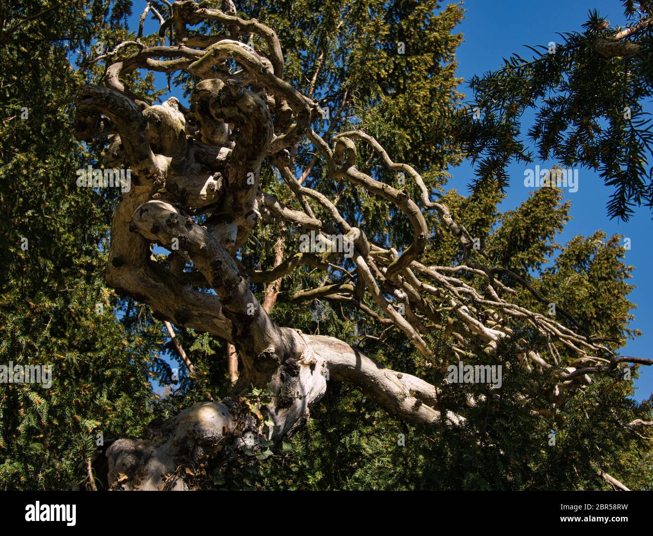 Un Kahler cavatappi con struttura estremamente ramificata rami tra altri alberi Foto Stock