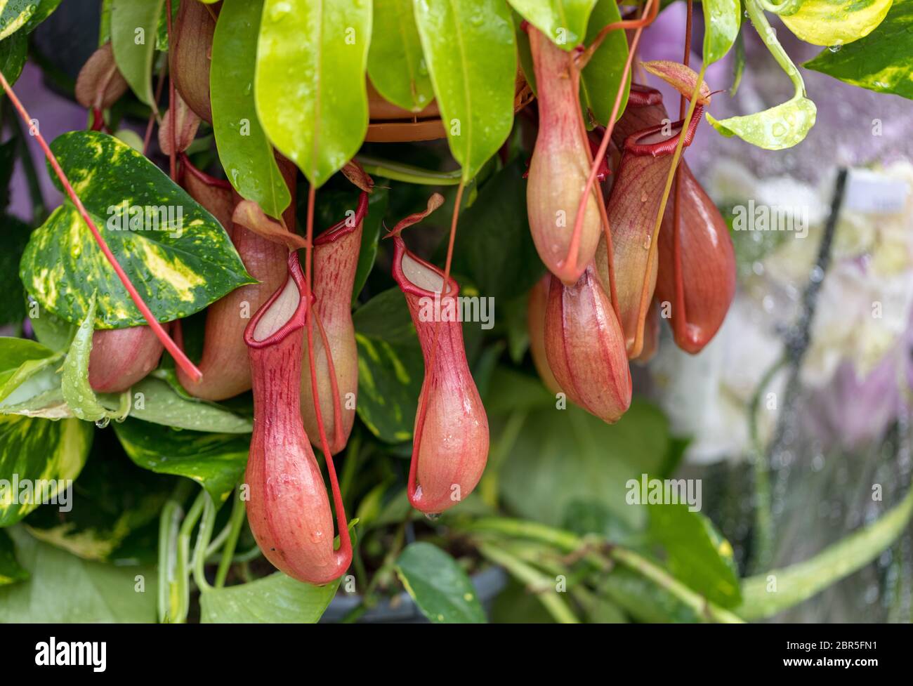 Nepenthes noto anche come lanciatore tropicali piante Foto Stock