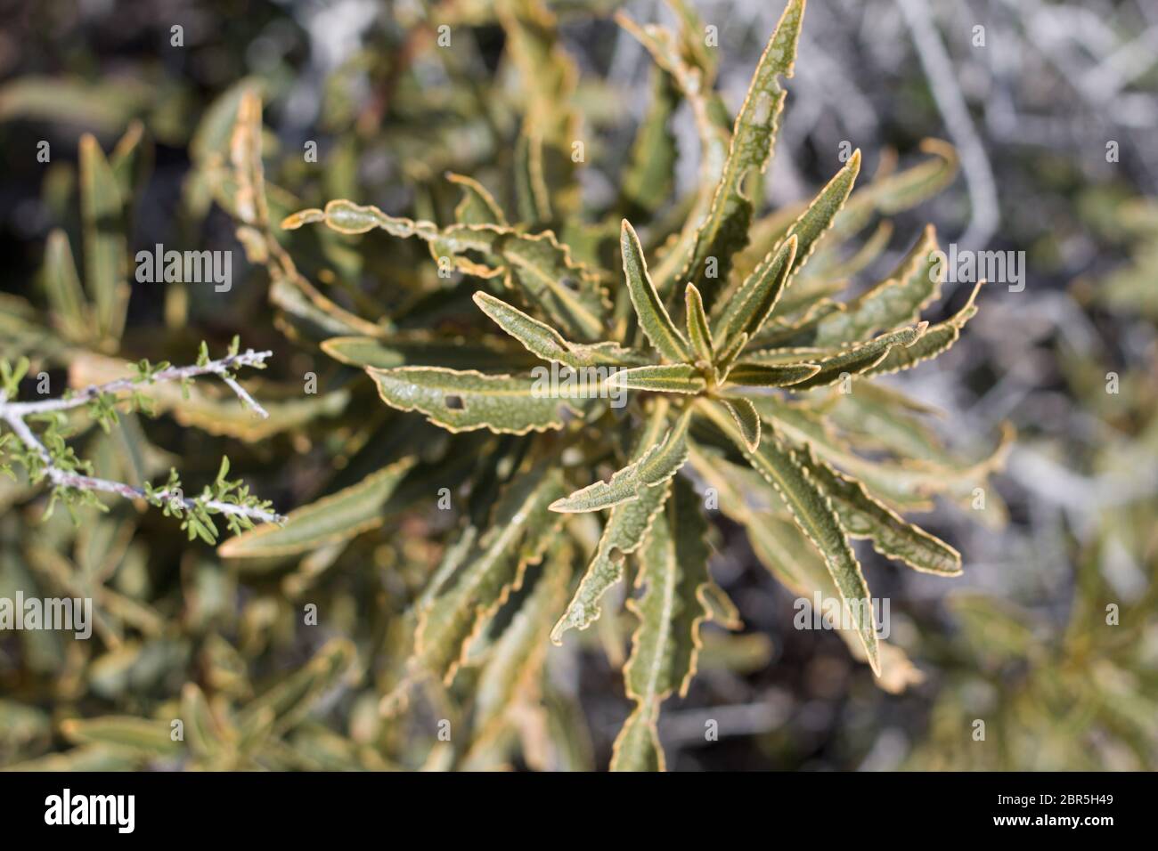 Hairy Yerba Santa, Eriodictyon Trichocalyx, Boraginaceae, piante perenni autoctone, Pioneertown Mountains Preserve, Southern Mojave Desert, Springtime. Foto Stock