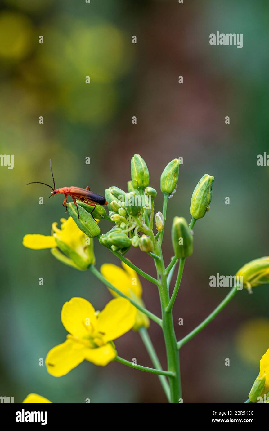 rinoccia fulva su fiore giallo broccoli Foto Stock