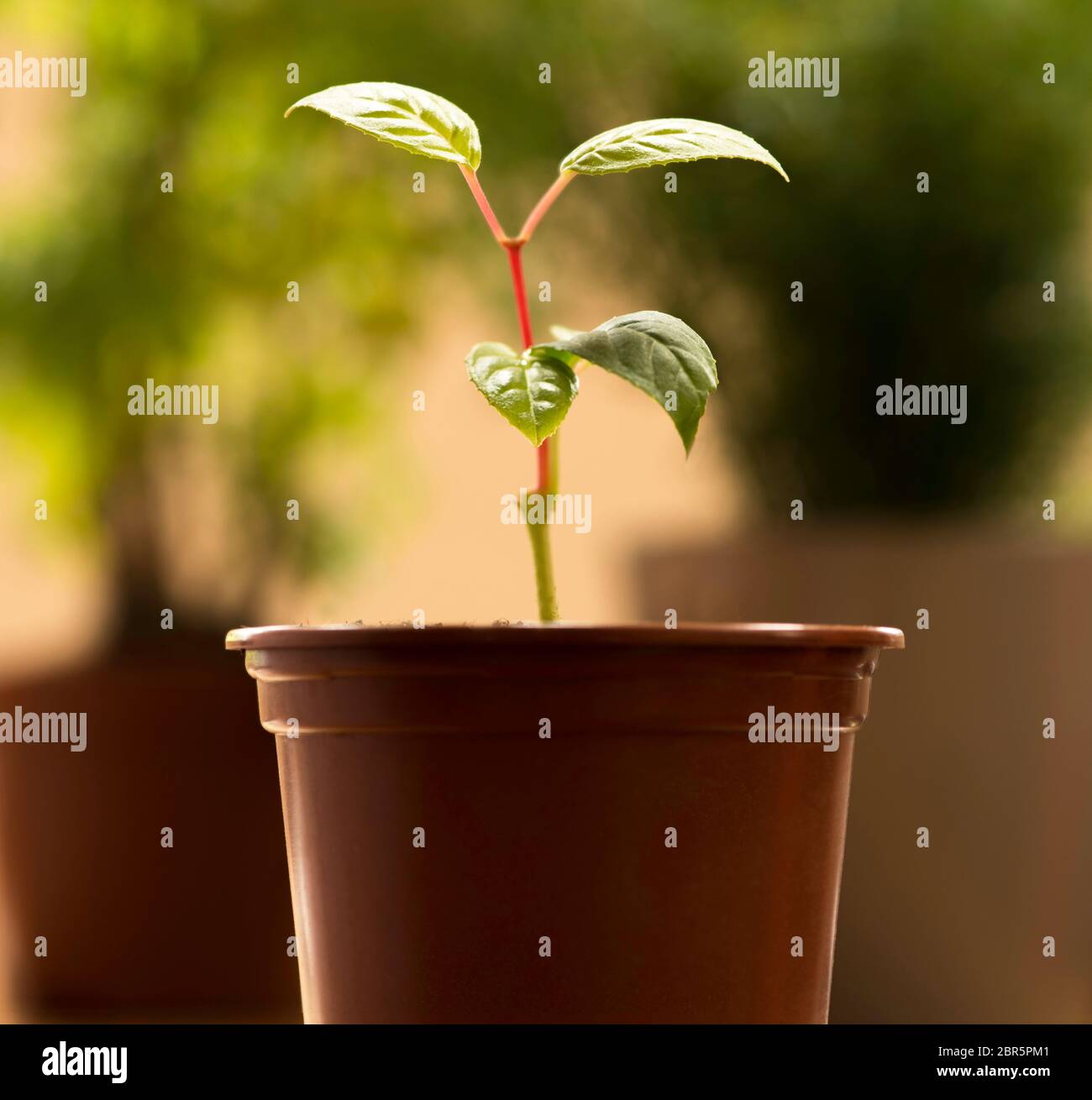 Una pianta di Fuchsia rinvasa crescere su un davanzale Foto Stock