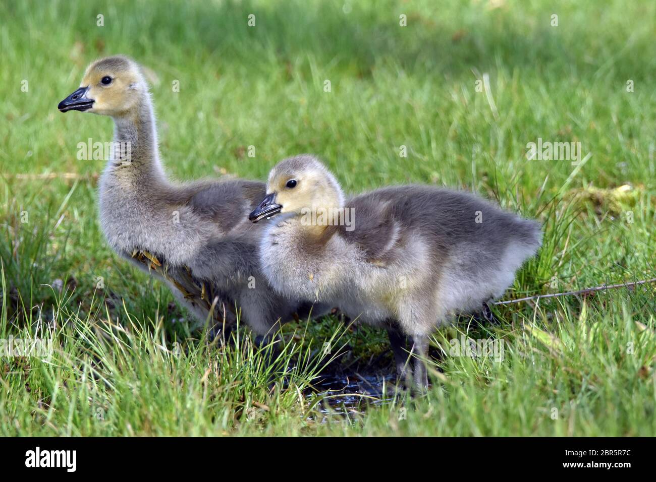 Baby Canada Geese al Presque Isle state Park. Foto Stock