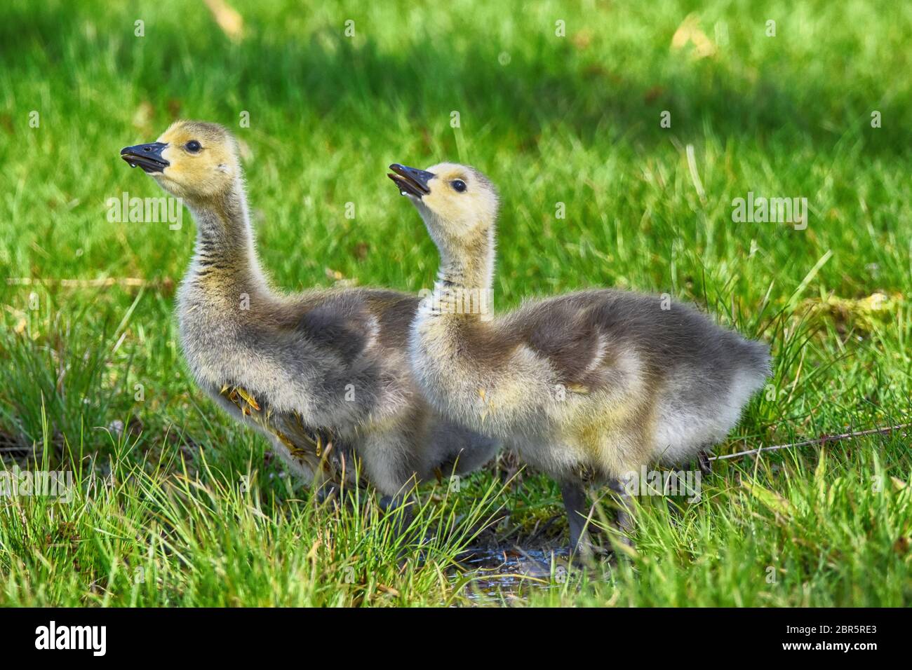Baby Canada Geese al Presque Isle state Park Foto Stock