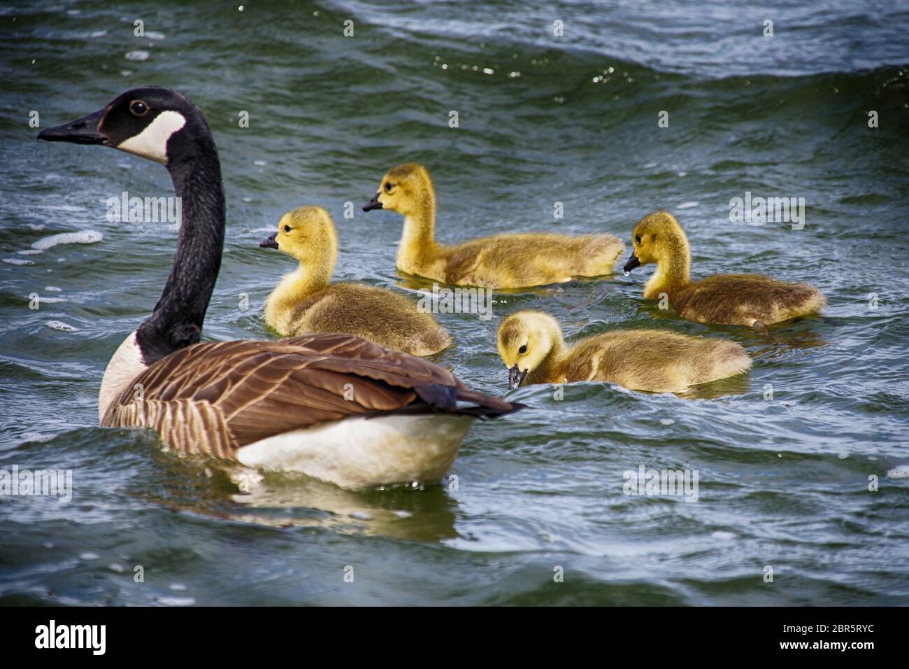 Baby e adulto Canada Geese nuotare al Presque Isle state Park Foto Stock