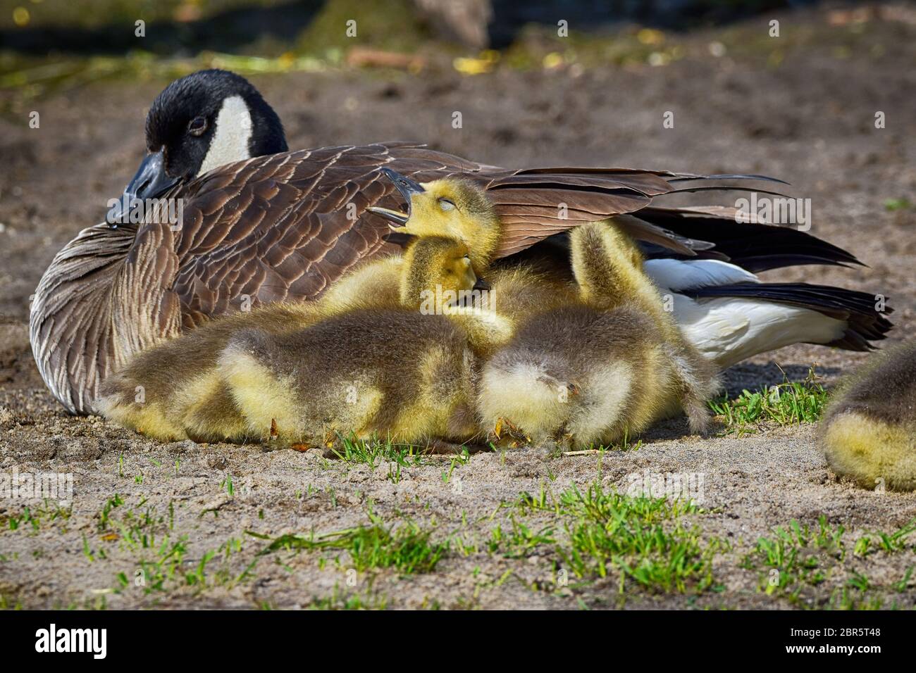 Baby Canada Geese al Presque Isle state Park Foto Stock