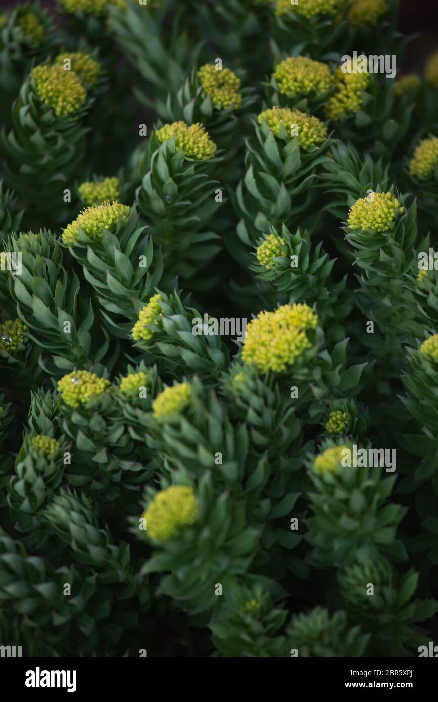 Rodiola rosea primo piano dopo il tramonto. Foto Stock