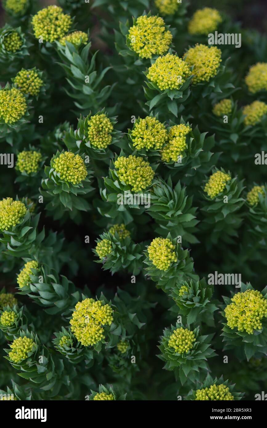 Rodiola rosea primo piano dopo il tramonto. Foto Stock