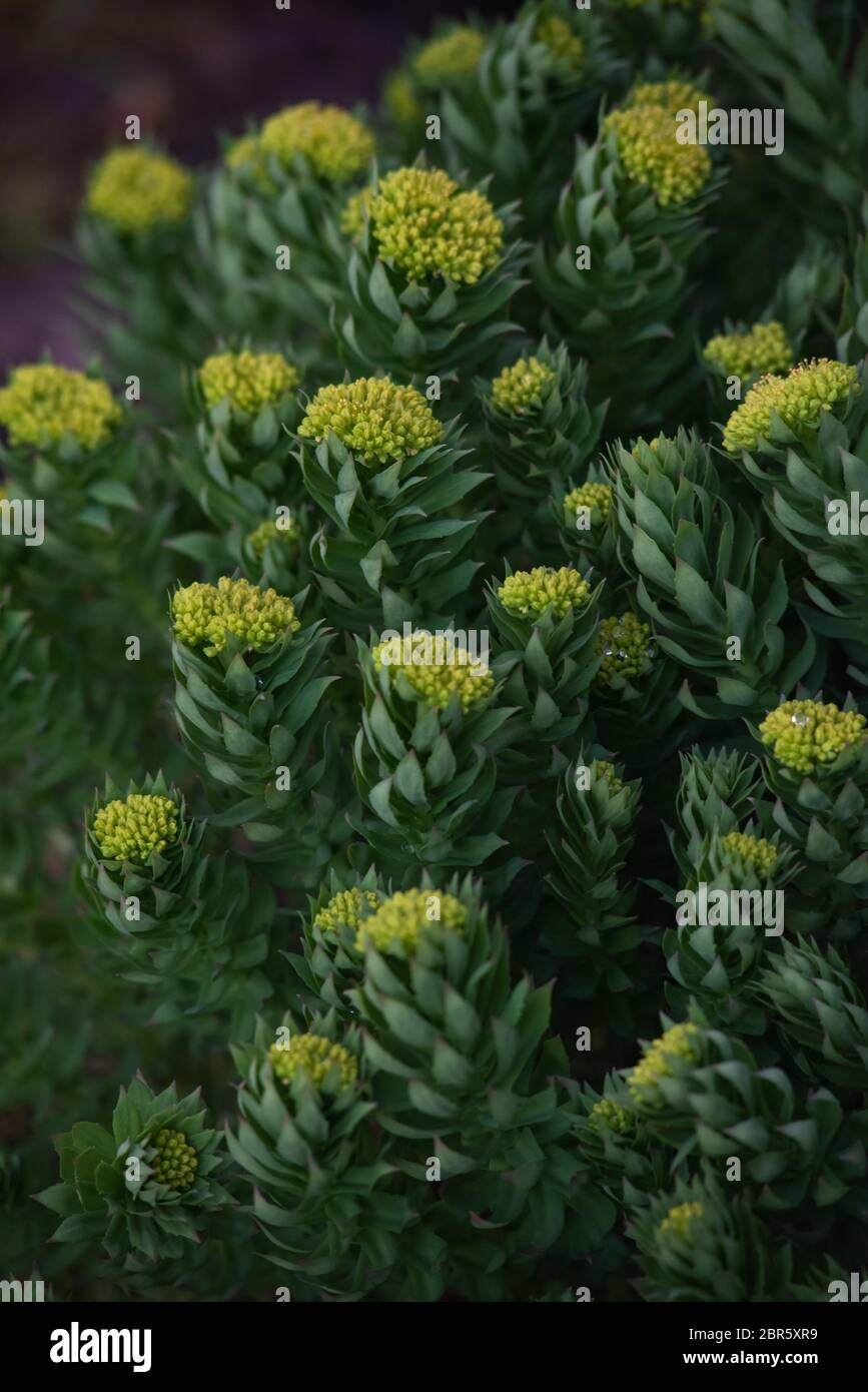 Rodiola rosea primo piano dopo il tramonto. Foto Stock
