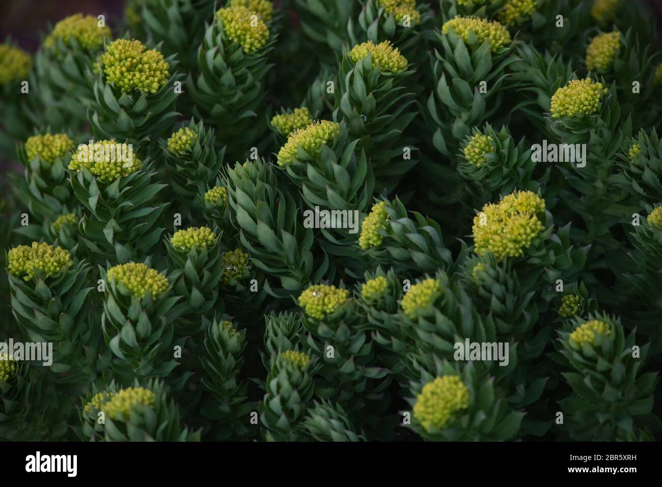 Rodiola rosea primo piano dopo il tramonto. Foto Stock