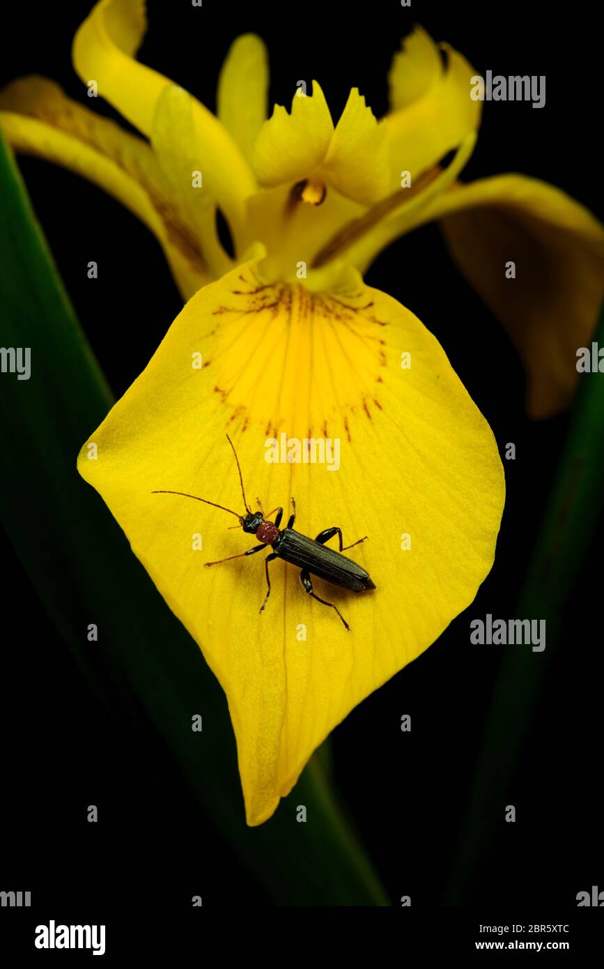 Insetto sul petalo di un fiore di Iris pseudacorus Foto Stock